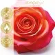 Charming Rose (Rosenduft) - Duftkerze, 40h Raumduft Sojawachs